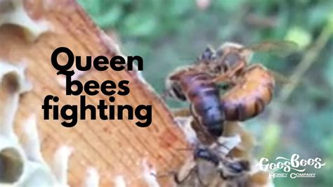 Queen Bee: En övertygande blandning av fighting och strategi!